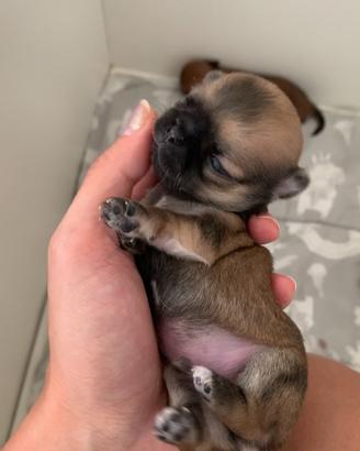 Cuccioli chihuahua pelo lungo
