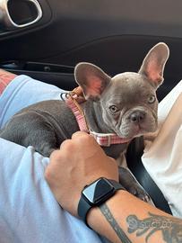 Bulldog francese
