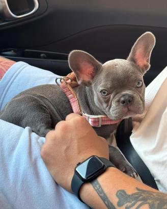 Bulldog francese