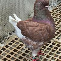 Per esubero e cambio razza