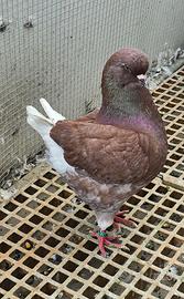 Per esubero e cambio razza