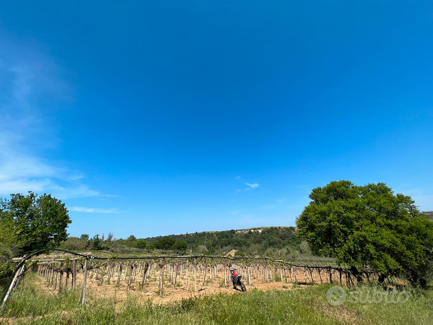 1 ettaro di terreno con vigneto DOC e uliveto - Vista 6