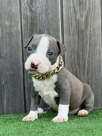 American pitbull terrier