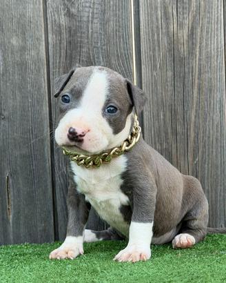 American pitbull terrier