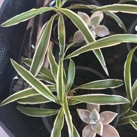 Piante ragno e succulente