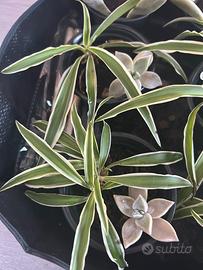 Piante ragno e succulente