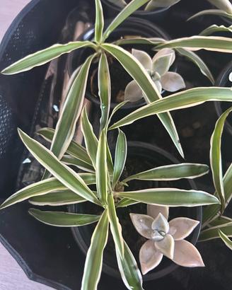 Piante ragno e succulente