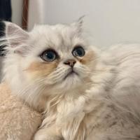 Gatto persiano chinchilla' silver