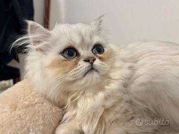Gatto persiano chinchilla' silver