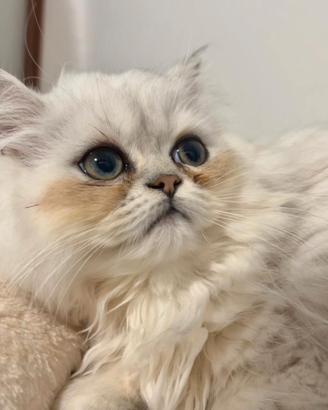 Gatto persiano chinchilla' silver