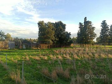 Terreno Agricolo Oristano [cod. rif6047650VCG]