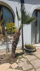 palma nana mediterranea 