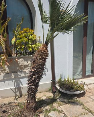 palma nana mediterranea 