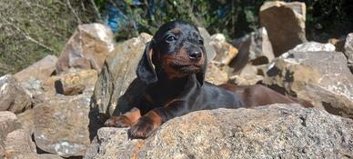 Bassotto tedesco kaninchen e nani