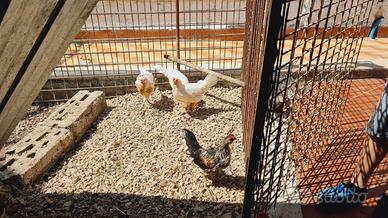 Galline