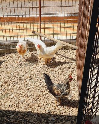 Galline