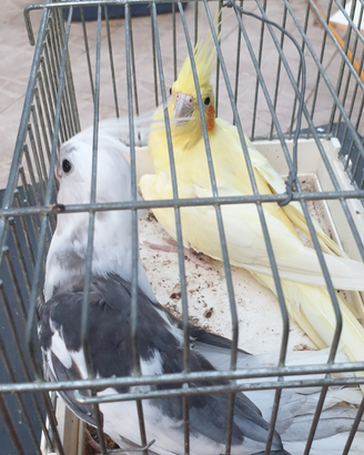 Inseparabili pulli