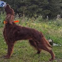 Setter irlandese maschio disponibile accoppiament