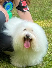 Coton de Tulear maschio disponibile accoppiamento
