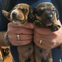 Cuccioli bassotto nano