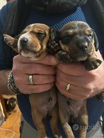 Cuccioli bassotto nano