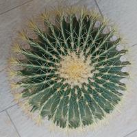Echinocactus Grusonii (Cuscino della suocera)