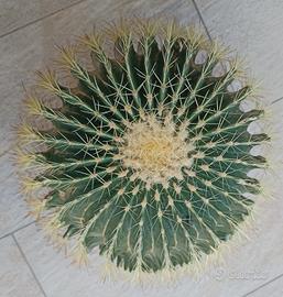 Echinocactus Grusonii (Cuscino della suocera)