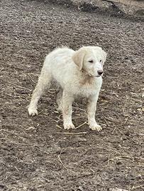 Pastore Asia centrale