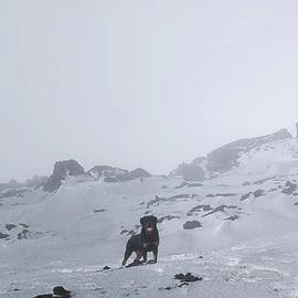 Rottweiler per monta