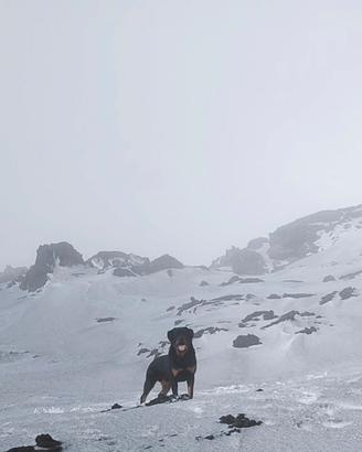Rottweiler per monta