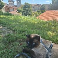 Gatto Siamese Thai per accoppiamento