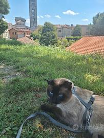 Gatto Siamese Thai per accoppiamento