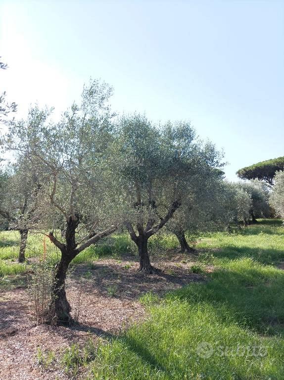Terreno di 1250 m² a Terracina - Vista 5