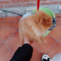 Cucciolo di volpino