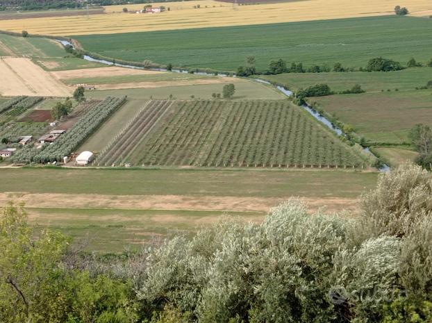 Terreno 3,5 ha con impianto kiwi Sermoneta Tr.345