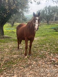 Cavalli bovalino