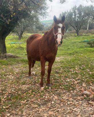Cavalli bovalino