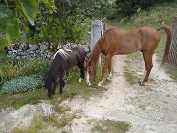 Cavallo e Pony