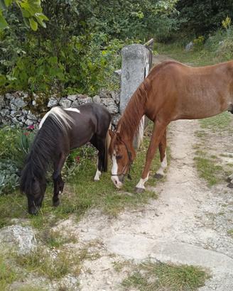 Cavallo e Pony