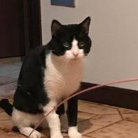 Gatto vuole una famiglia