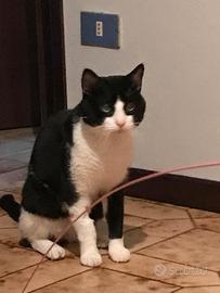 Gatto vuole una famiglia