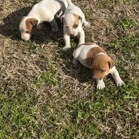 Jack russel