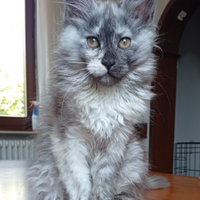 Cucciola di Maine Coon con Pedigree da allevamento