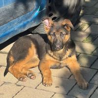 Adorabili cuccioli di Pastore Tedesco