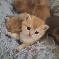 Maschietto British Shorthair golden cincillà