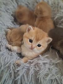 Maschietto British Shorthair golden cincillà