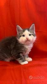 Maine Coon cucciolo con pedigree