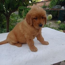 Golden Retriever cuccioli di linea americana
