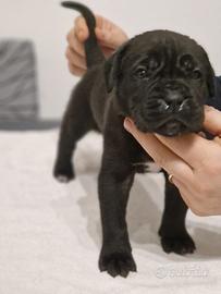 Cuccioli cane corso