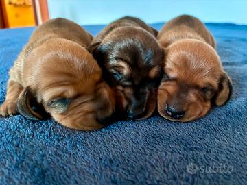 Bassotti a pelo corto